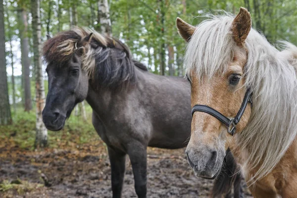 Hästar i ett Finland skogslandskap. Djur bakgrund — Stockfoto