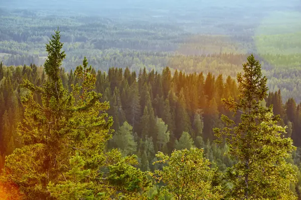 Finlândia floresta ao pôr-do-sol. Parque Nacional Koli. Zona de Pielinen — Fotografia de Stock