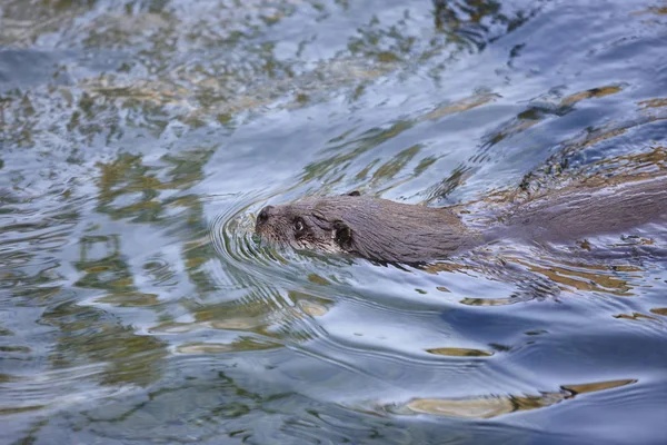 야생 수 달 강에 수영입니다. 야생 동물 자연 배경 — 스톡 사진