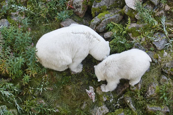 Polar bear with his cub. Wildlife animal background. — Stock Photo, Image