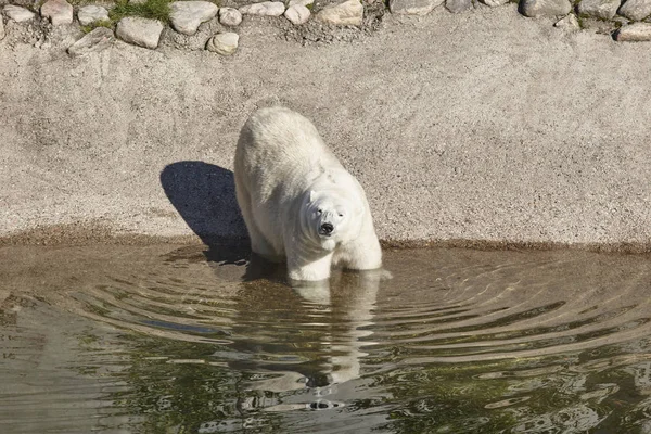 Oso polar hembra en el zoológico. Medio ambiente natural — Foto de Stock