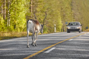 Finlandiya'da bir yol geçiş bir Ren geyiği. Fin manzara. Seyahat