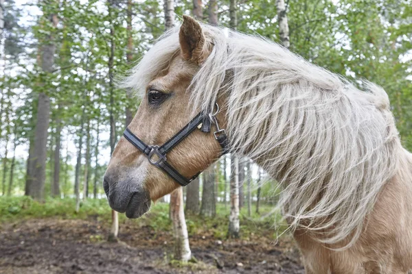 Hlava koně v lesní krajině, Finsko. Zvířecí pozadí — Stock fotografie