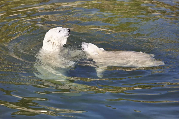 Polar bear játszik a kölyök a vízben — Stock Fotó