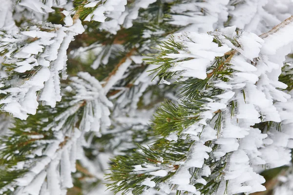 Inverno neve natureza fundo. Detalhe do pinheiro congelado — Fotografia de Stock