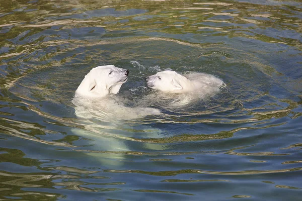 Polar bear játszik a kölyök a vízben. Éghajlat — Stock Fotó
