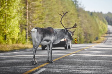 Finlandiya'da bir yol geçiş bir Ren geyiği. Fin manzara. Seyahat