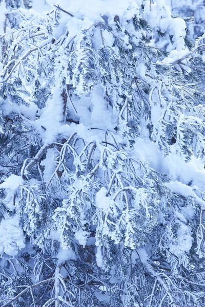 Detalhe da floresta nevada no tempo de inverno. Tom azul — Fotografia de Stock