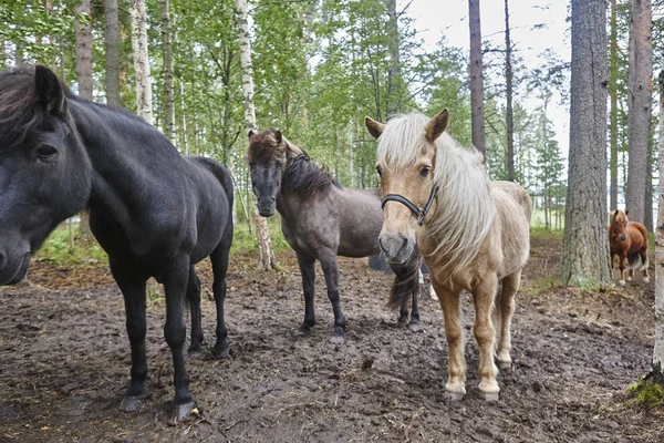 Pferde in einer finnischen Waldlandschaft. Tierischer Hintergrund — Stockfoto