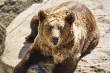 Kahverengi ayı kayanın üzerinde oturuyor. Vahşi yaşam ortamı. Hayvan