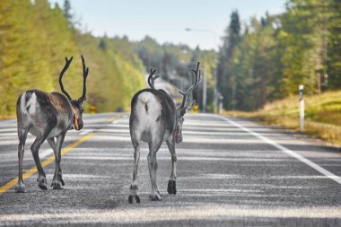 Finlandiya'da bir yol geçiş reindeers. Fin manzara. Environ
