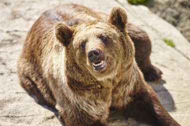 Kahverengi ayı kayanın üzerinde oturuyor. Vahşi yaşam ortamı. Hayvan