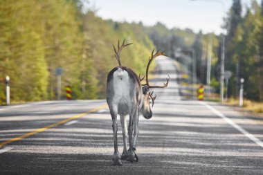Finlandiya'da bir yol geçiş bir Ren geyiği. Fin manzara. Seyahat b