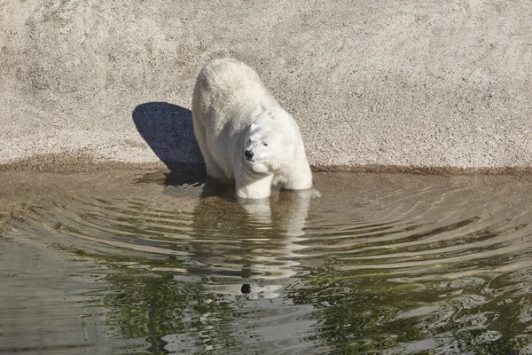 Жінка-білий ведмідь на зоопарку. Природне середовище — стокове фото