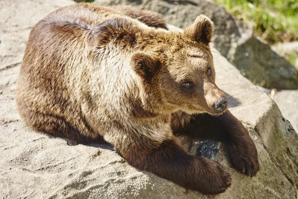 Oso pardo sentado en una roca. Ambiente de vida silvestre. Animales. — Foto de Stock