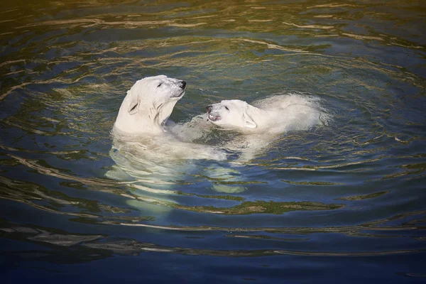 Πολική αρκούδα που παίζουν με το cub στο νερό. Ζωολογικός Κήπος — Φωτογραφία Αρχείου