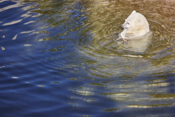 Isbjörnsungen äta på vattnet. Vilda djur bakgrund — Stockfoto