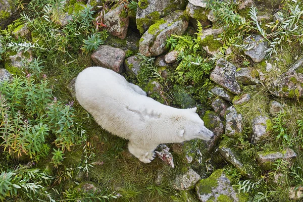 वाळवंटात ध्रुवीय अस्वल. वन्यजीव प्राणी पार्श्वभूमी — स्टॉक फोटो, इमेज
