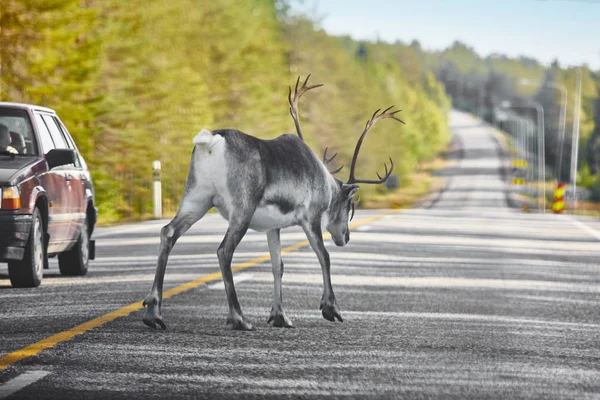 Reindeer crossing a road in Finland. Finnish landscape. Travel — Stock Photo, Image