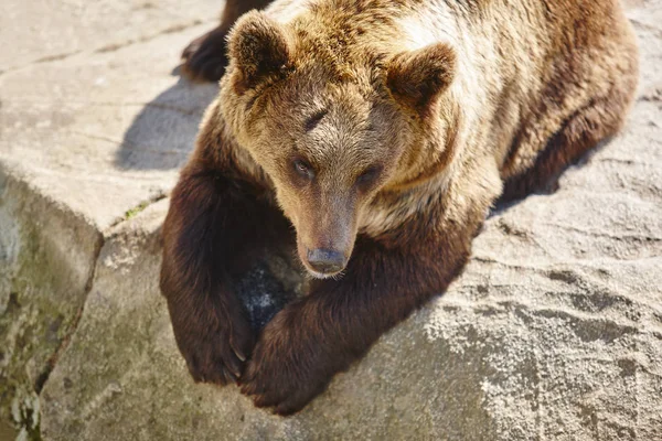 Oso pardo sentado en una roca. Ambiente de vida silvestre. Animales. — Foto de Stock