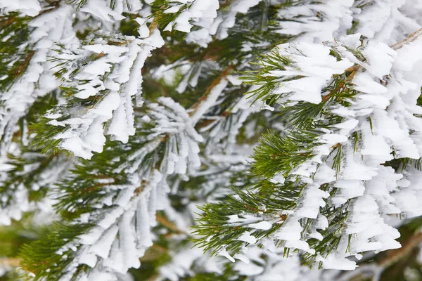 Inverno neve natureza fundo. Detalhe do pinheiro congelado — Fotografia de Stock