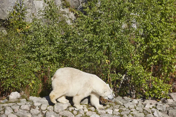 Urso polar feminino no zoológico. Animais ameaçados de extinção — Fotografia de Stock