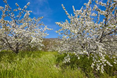 Jerte Valley, Caceres kiraz çiçeği. Bahar İspanya
