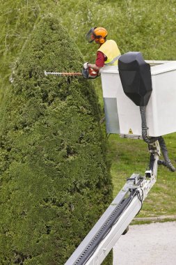 Donanımlı işçisi budama ağaca bir vinç. Bahçe