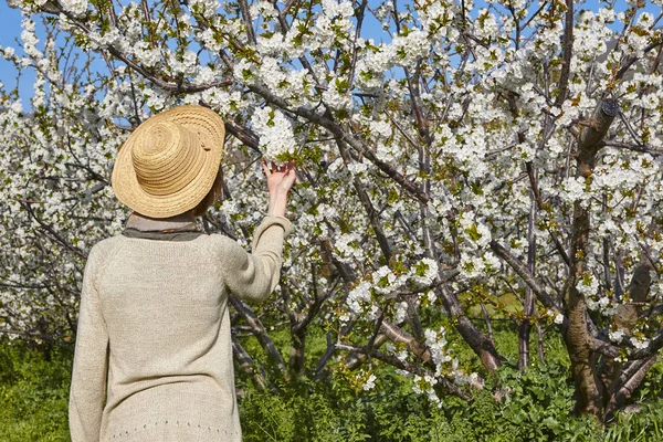 Woman looking cherry blossom. Jerte Valley, Caceres. Spring Spai — Stock Photo, Image