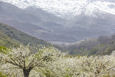 Jerte Valley, Caceres kiraz çiçeği. Bahar İspanya