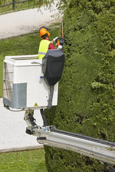 Trabajador equipado poda un árbol en una grúa. Jardinería — Foto de Stock