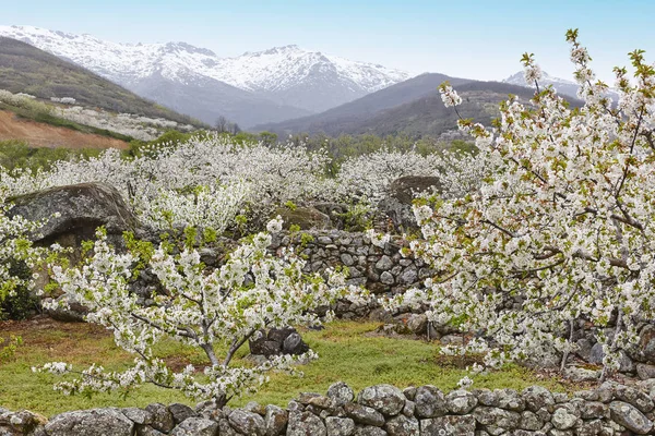 Flor de cerezo en el valle de Jerte, Cáceres. Primavera en España — Foto de Stock