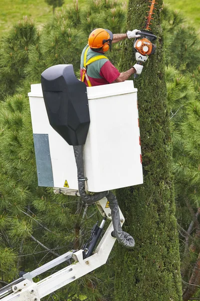 Operaio equipaggiato che potava un albero su una gru. Giardinaggio — Foto Stock