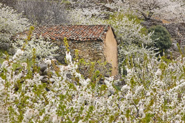 Flor de cerezo en el valle de Jerte, Cáceres. Primavera en España —  Fotos de Stock