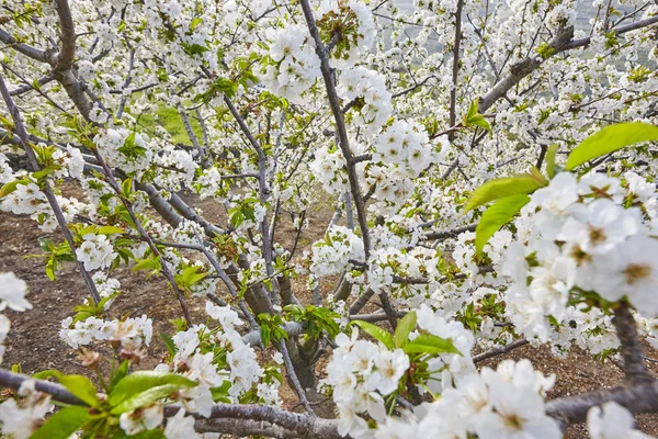 Cherry blossom in Jerte Valley, Caceres. Spring in Spain — Stock Photo, Image