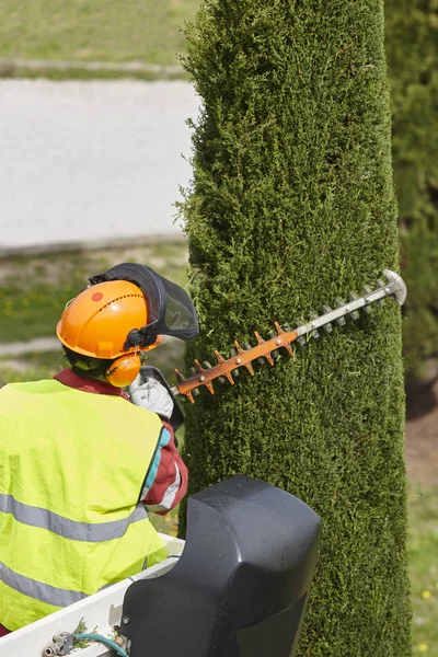 Arbeiter sägen einen Baum an einem Kran. Gartenarbeit — Stockfoto