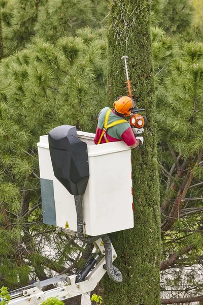 Equiped worker pruning a tree on a crane. Gardening — Stock Photo, Image