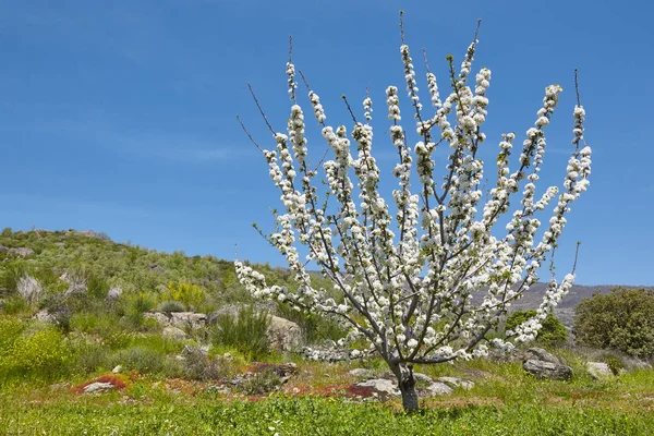 Körsbärsblom i Jerte-dalen, Caceres. Våren i Spanien — Stockfoto