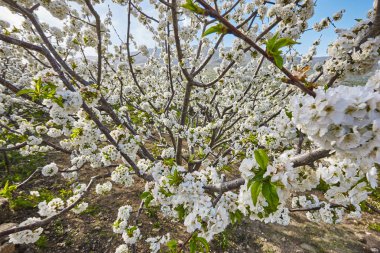 Jerte Valley, Caceres kiraz çiçeği. Bahar İspanya. Sezon