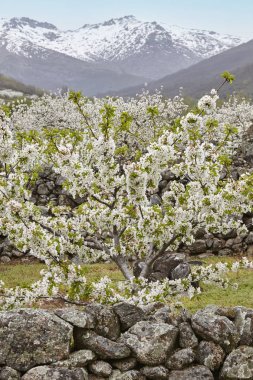 Jerte Valley, Caceres kiraz çiçeği. Bahar İspanya. Sezon