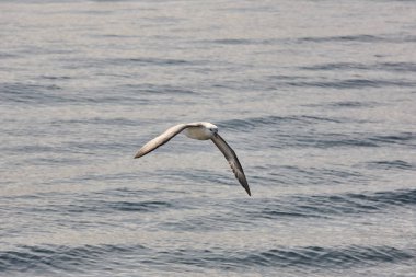 Fulmar kuşu Atlantik Okyanusu üzerinde uçuyor. Faroe adaları, Denma