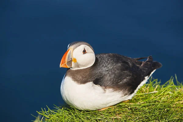 Macareux sur les falaises de Mykines et l'océan Atlantique. Oiseaux féroces — Photo