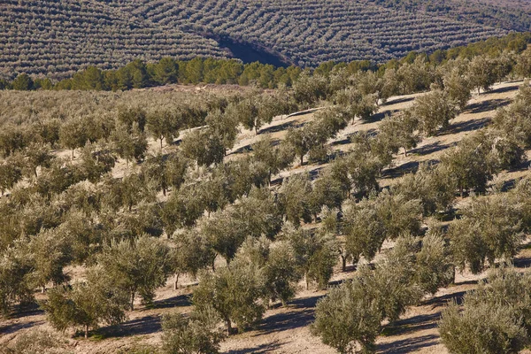 Zeytin ağacı Andalusia alanlarında. İspanyol tarım peyzaj. — Stok fotoğraf