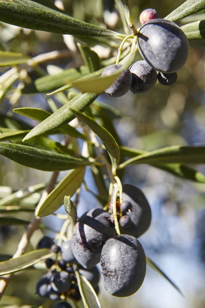 Frutto di oliva con sfondo foglie verdi. Contesto agricolo — Foto Stock