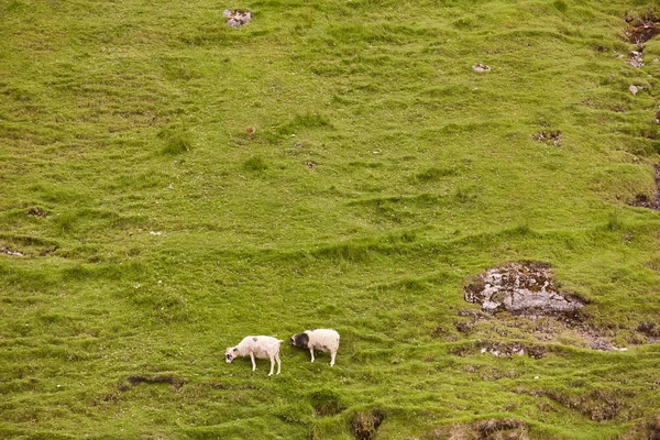 Faerské ostrovy zelené krajiny s pasoucími se ovcemi. Dánsko — Stock fotografie