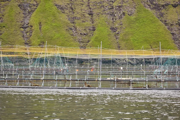 Laxfiske gårds bassänger i Färöarna fjordar. Vattenbruk — Stockfoto