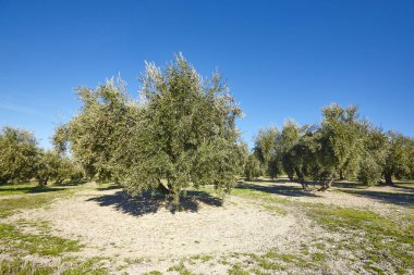 Zeytin ağacı Andalusia alanlarında. Lan İspanyolca tarım hasat