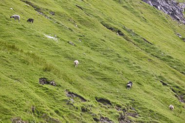 Faroe adaları otlayan koyunlarla yeşil bir arazi. Danimarka