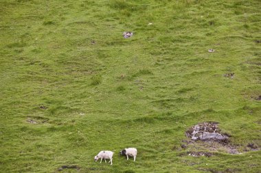 Faroe adaları otlayan koyunlarla yeşil bir arazi. Danimarka