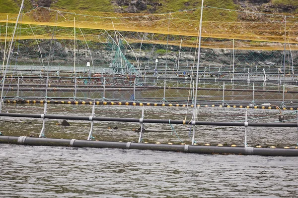 Salmon fishing farm pools in Faroe islands fjords. Aquaculture — Stock Photo, Image